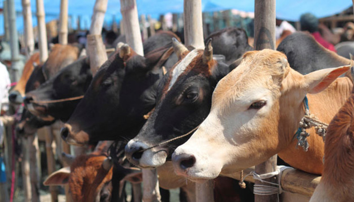 Gaushalas are like jails, says fasting sadhu.Cows to ‘reform’ jail inmates in Haryana: