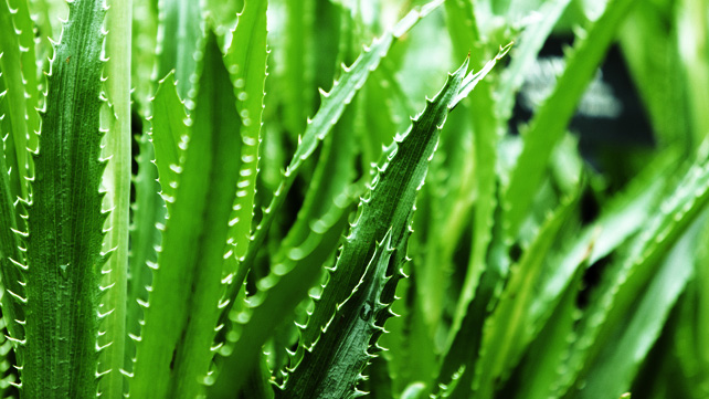 ALOE VERA : GET THE BEST REMEDIES AND MUCH MORE