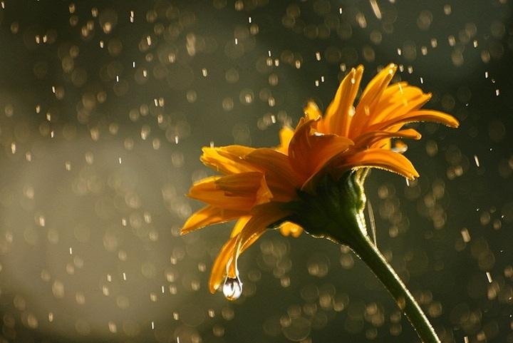 Flowers in Rainy Season (9)