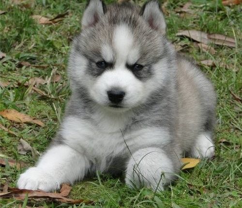 A dog that saved lives